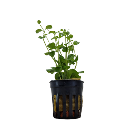 Lysimachia Nummularia