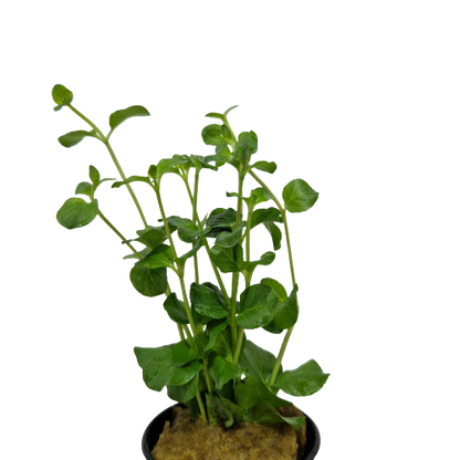 Lysimachia Nummularia