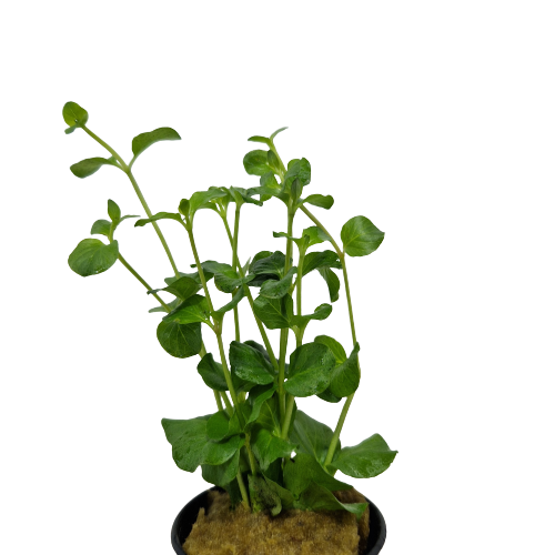 Lysimachia Nummularia