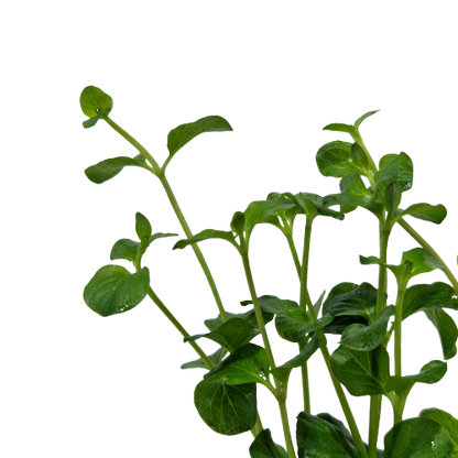 Lysimachia Nummularia