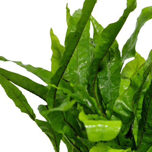 Microsorum Pteropus Javavaren Moederplant