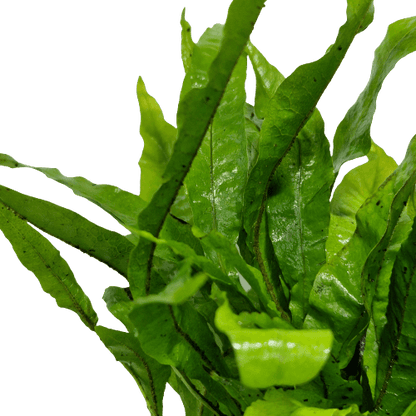 Microsorum Pteropus Java Fern Mother Plant