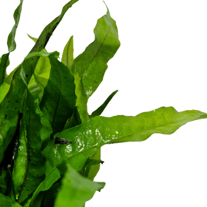 Microsorum Pteropus Java Fern Mother Plant