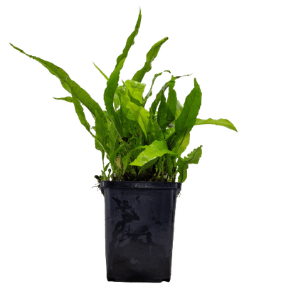 Microsorum Pteropus Java Fern Mother Plant