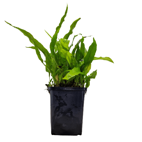 Microsorum Pteropus Java Fern Mother Plant