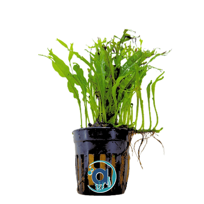 Achtergrond planten pakket