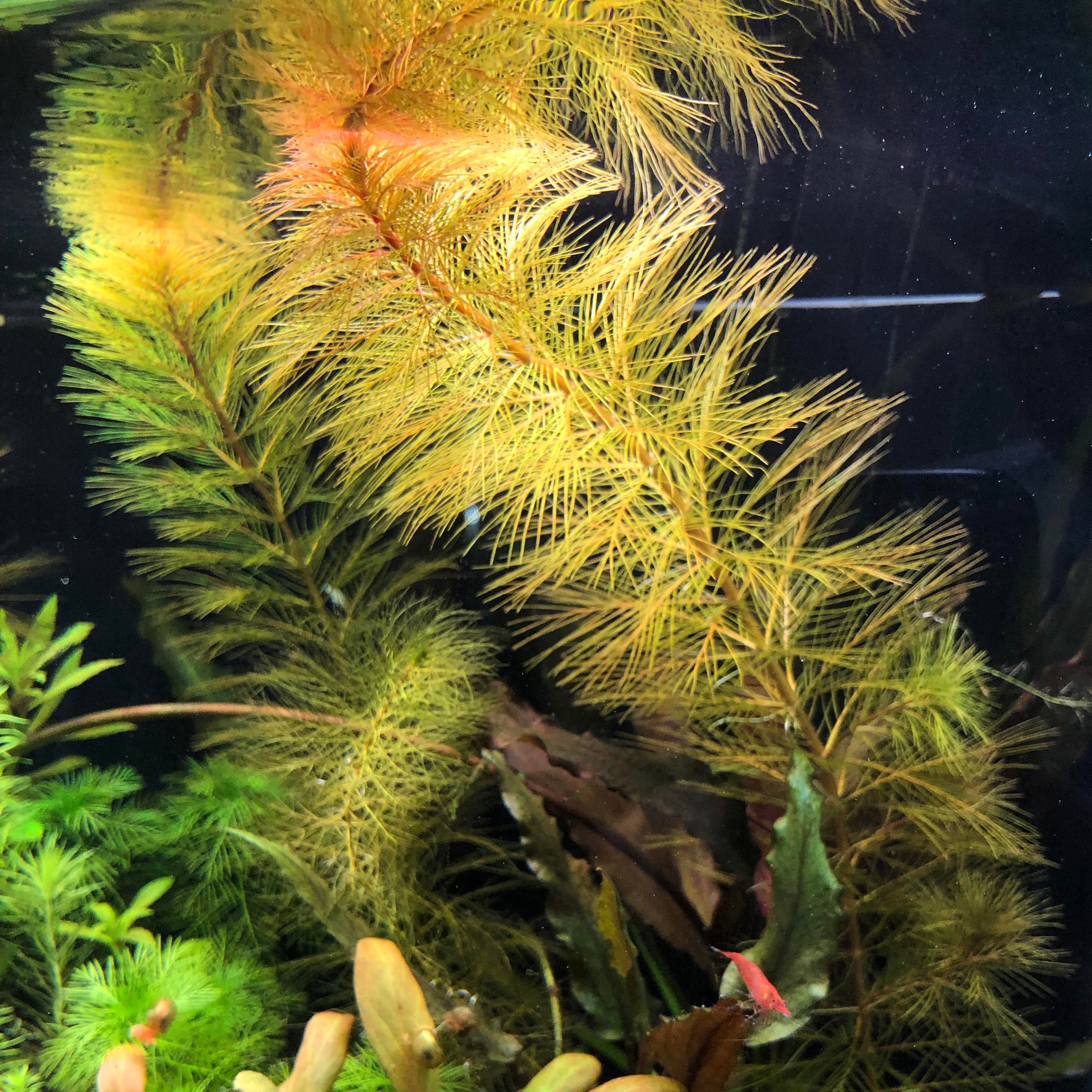 Myriophyllum brasilliensis