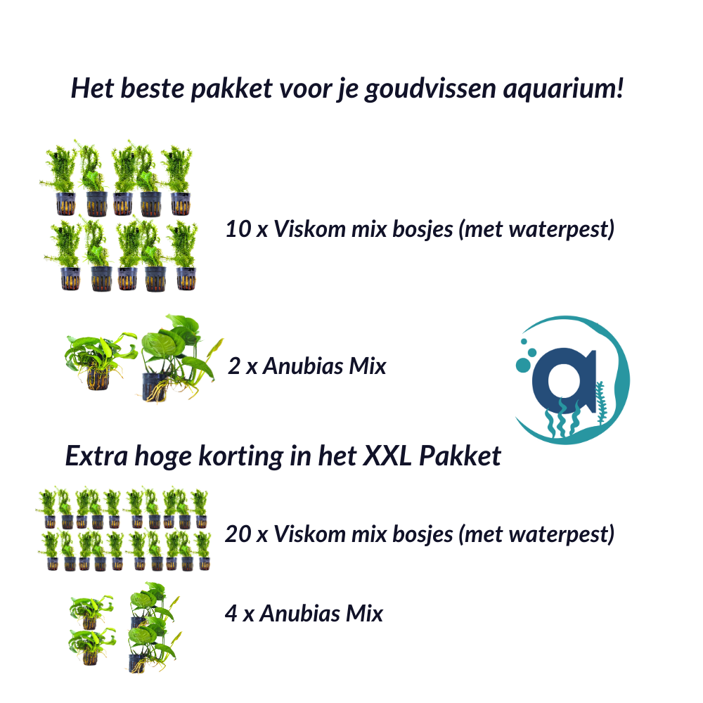 Goudvis en sluierstaart planten pakket