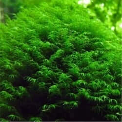 Phoenix Fissidens Fontanus moss