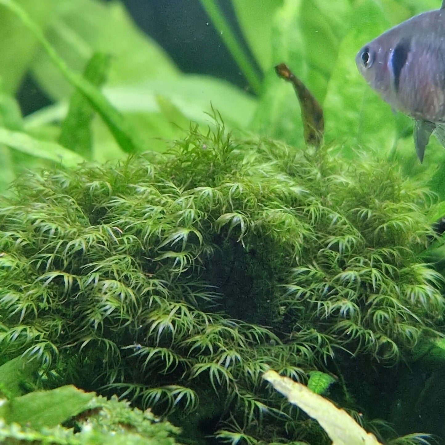 Phoenix Fissidens Fontanus moss