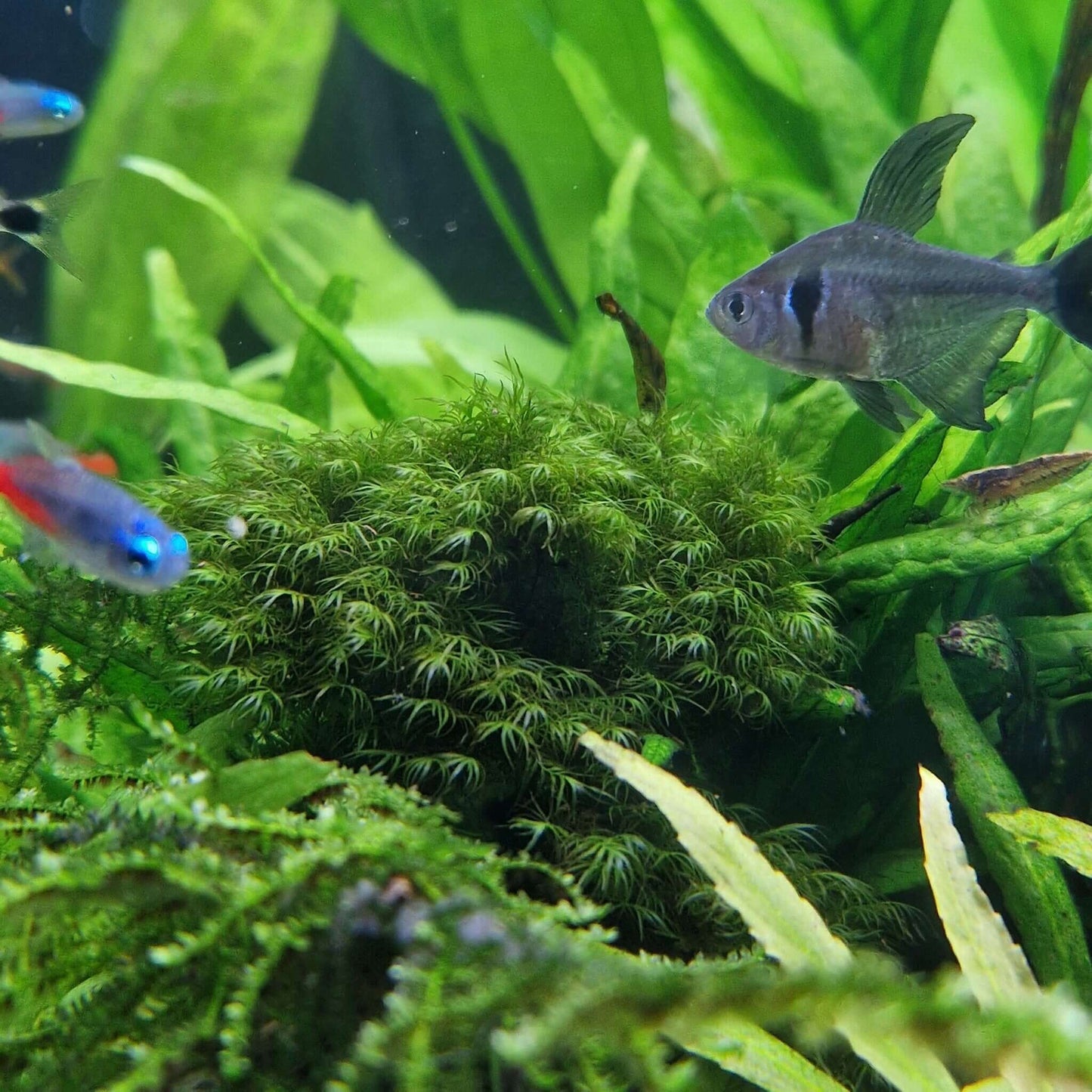 Phoenix Fissidens Fontanus moss