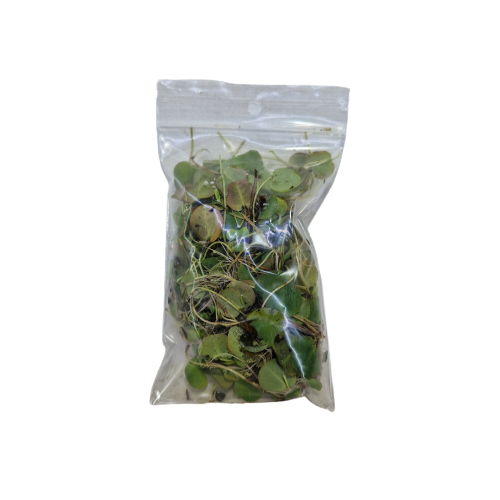 Phyllanthus fluitans