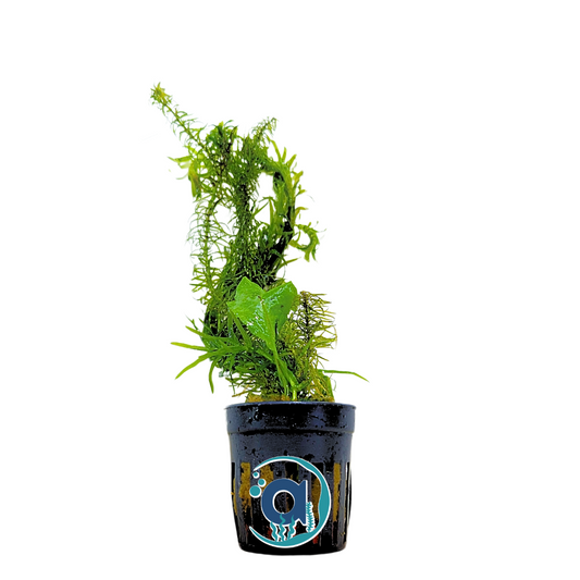 Plant Mix Bundle bunch