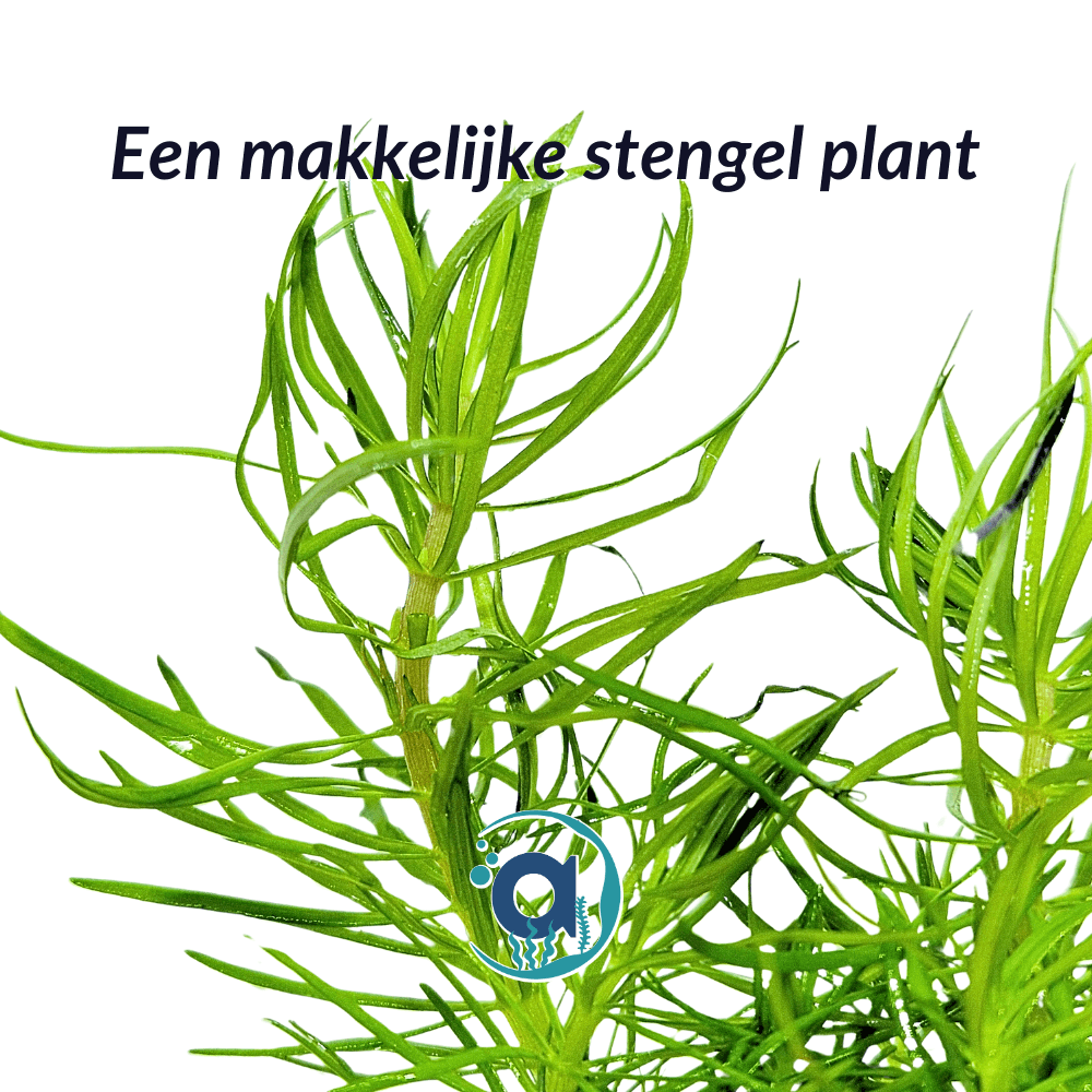 Pogostemon Erectus