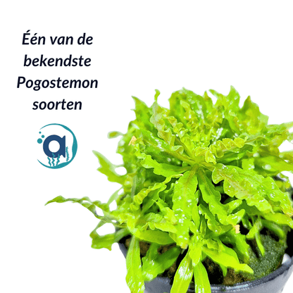 Pogostemon helferi