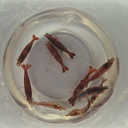 Neocaridina Davidi Red
