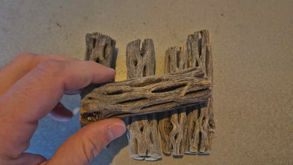 Cholla wood