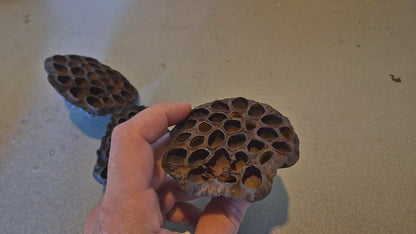 Lotus pods