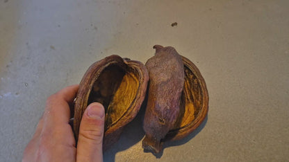 Thelambu pods