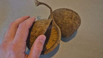 Buddha pods