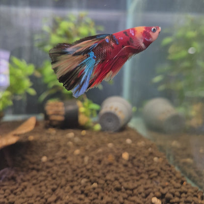Betta Sp. Halfmoon Koi Male