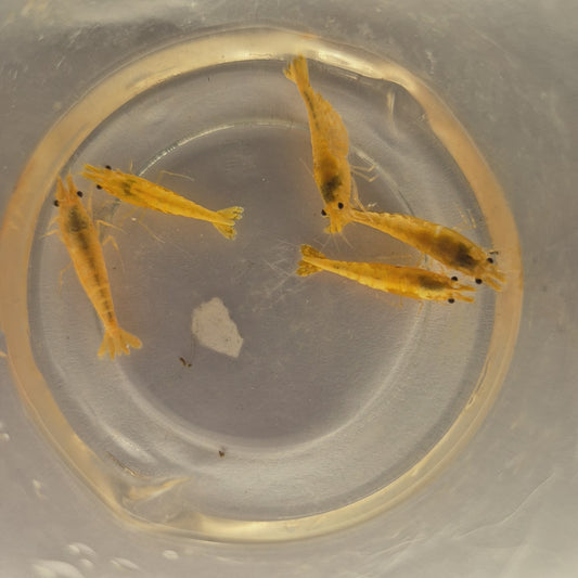 Neocaridina Davidi Orange Hulk