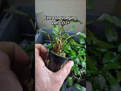 Cryptocoryne wendtii rood