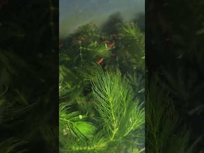 Ceratophyllum Demersum
