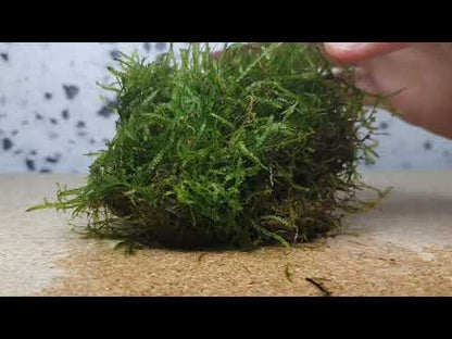 Vesicularia Dubyana Becher Java moss