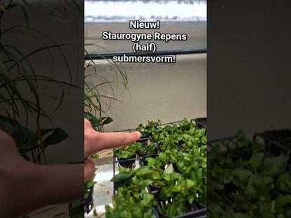 Staurogyne repens