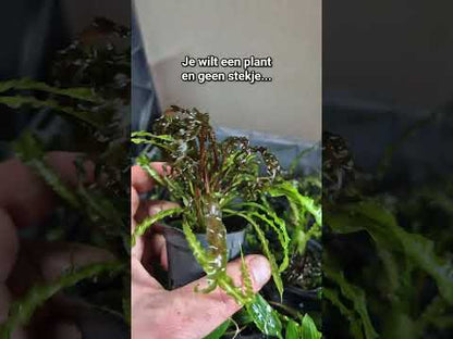 Cryptocoryne Balansae