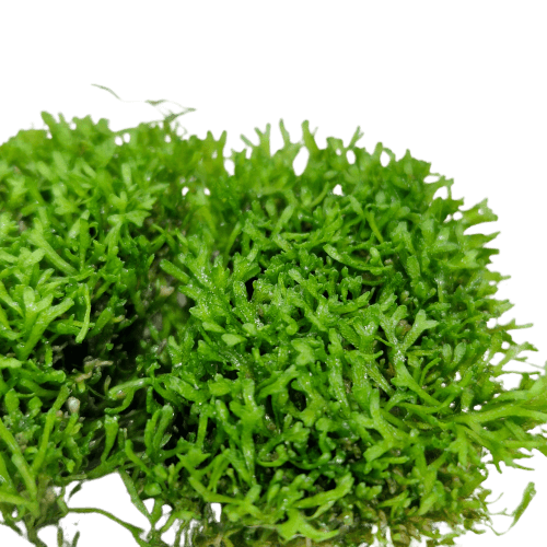 Riccia Fluitans