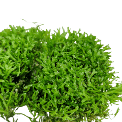 Riccia Fluitans