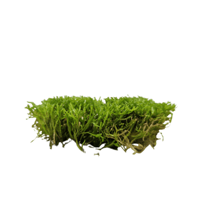 Riccia Fluitans