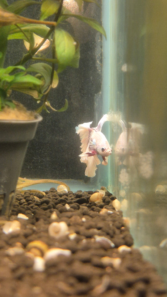 Betta Sp. Half Moon Butterfly Male