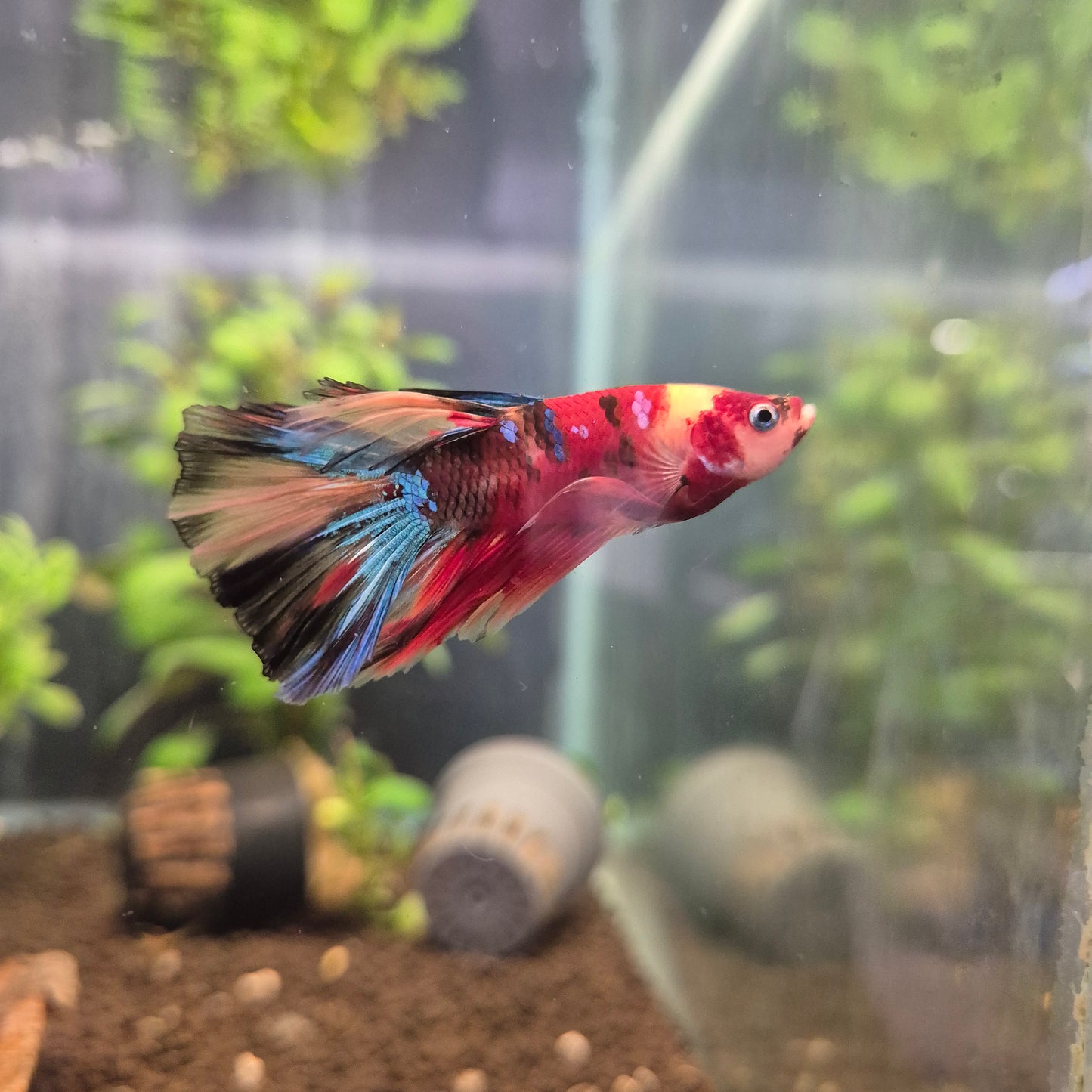 Betta Sp. Halfmoon Koi Male