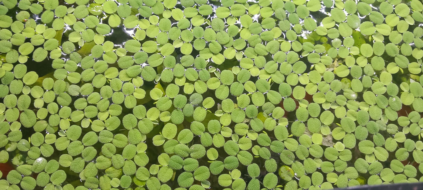 Salvinia Minima