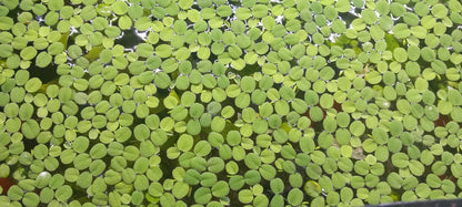 Salvinia Minima