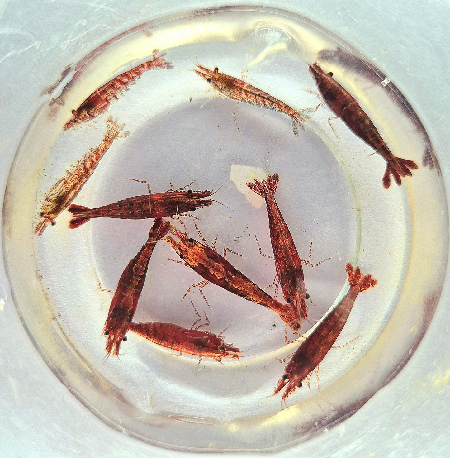 Neocaridina Davidi Red