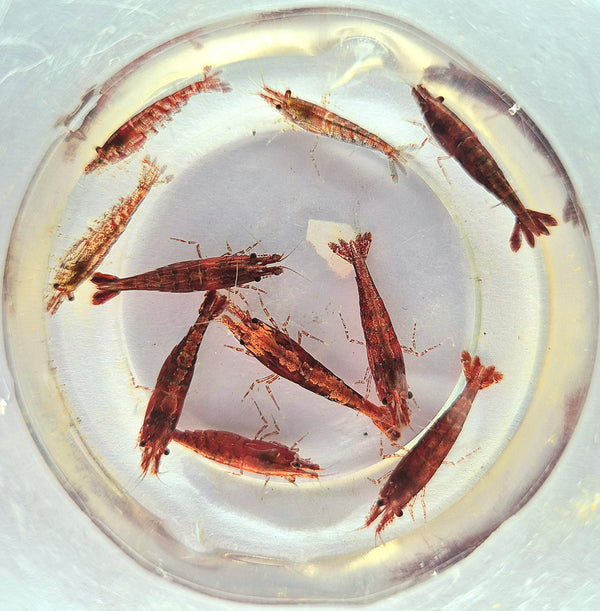 Neocaridina Davidi Red