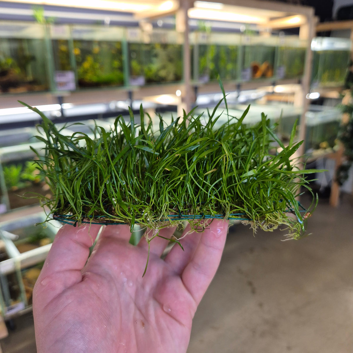 Planten matje