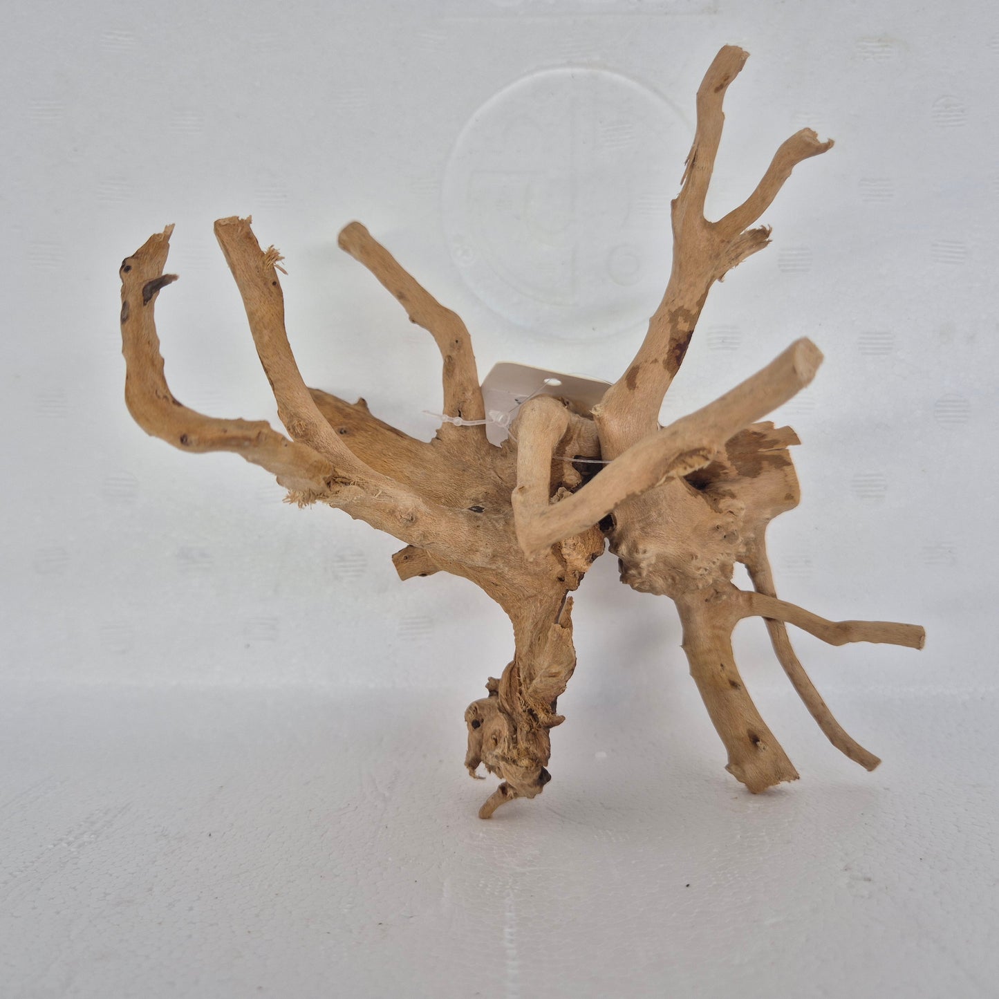 Spiderwood red SP22
