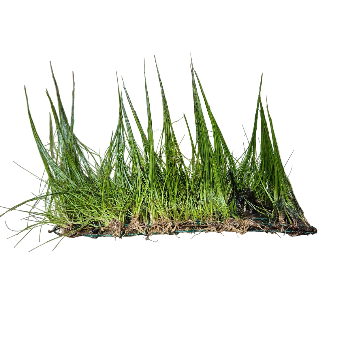 Planten matje