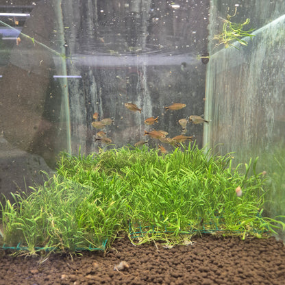 Planten matje