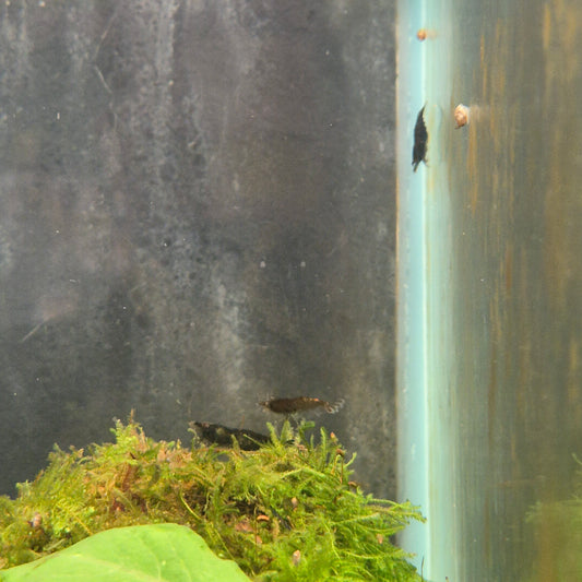 Neocaridina black rose shrimp