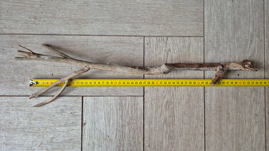Talawa wood T1