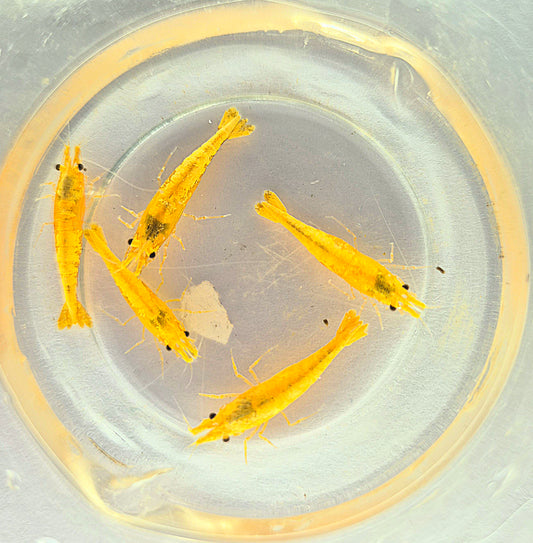 Neocaridina Davidi Orange Hulk