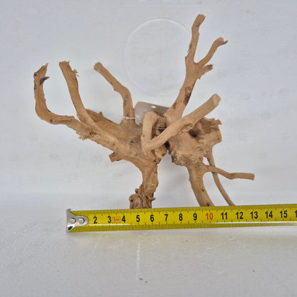 Spiderwood red SP22