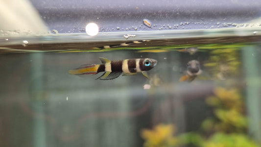 Epiplaty annulatus