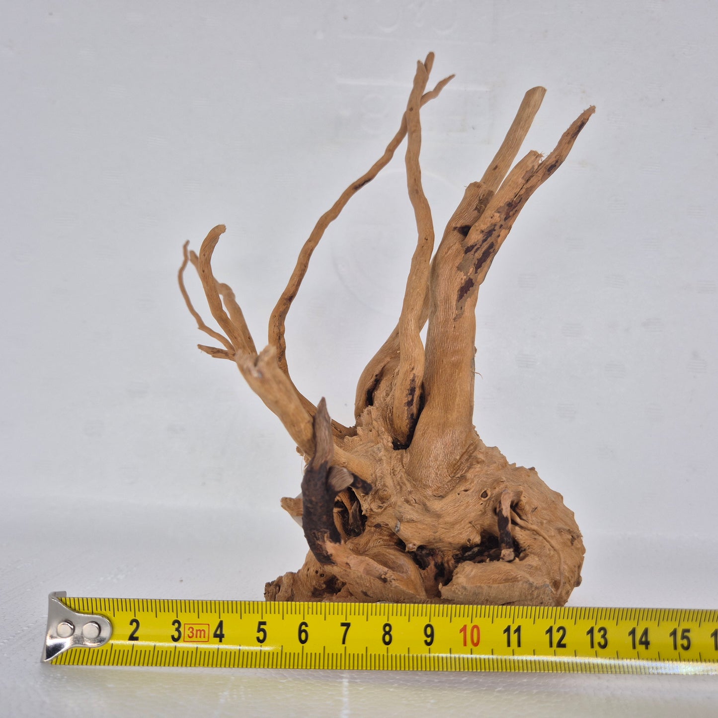 Spiderwood red SP20